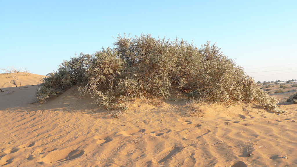 Haloxylon salicornicum